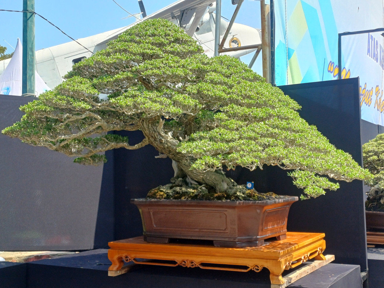 Penampakan Bonsai Santigi di pameran dan leleng bonsai PPBI Lamongan. (Foto : Adyad Ammy Iffansah/jatimnow.com)