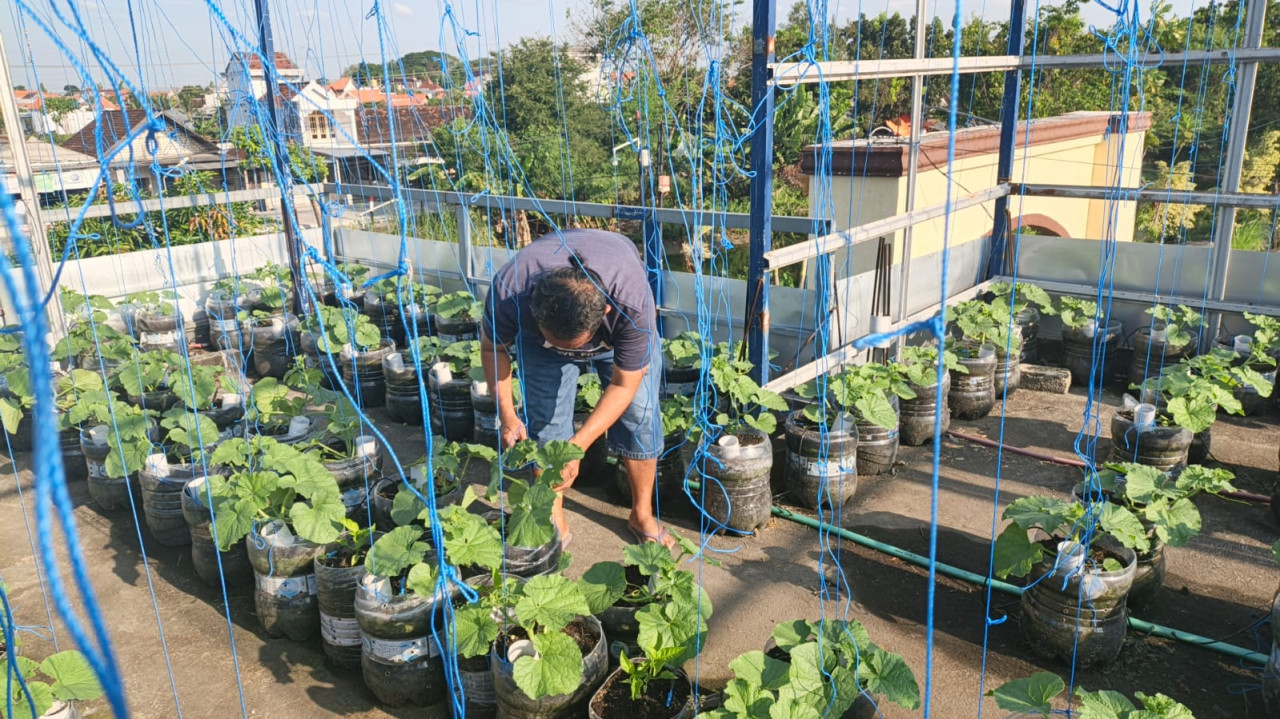 Kebun melon hidroponik milik warga Lamongan. (Foto: Adyad Ammy Iffansah/jatimnow.com)
