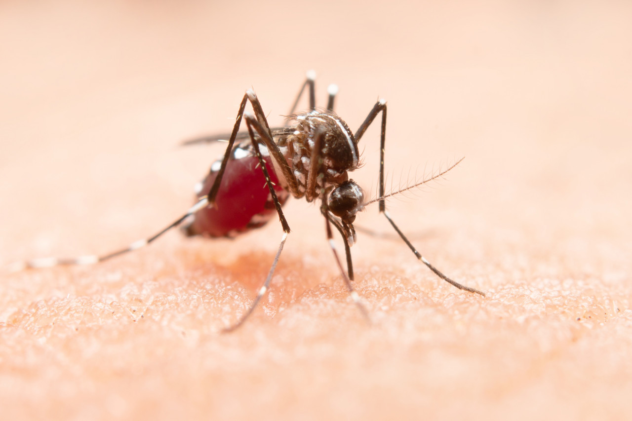Nyamuk Aedes aegypti (ilustrasi). (Foto: Magnific)