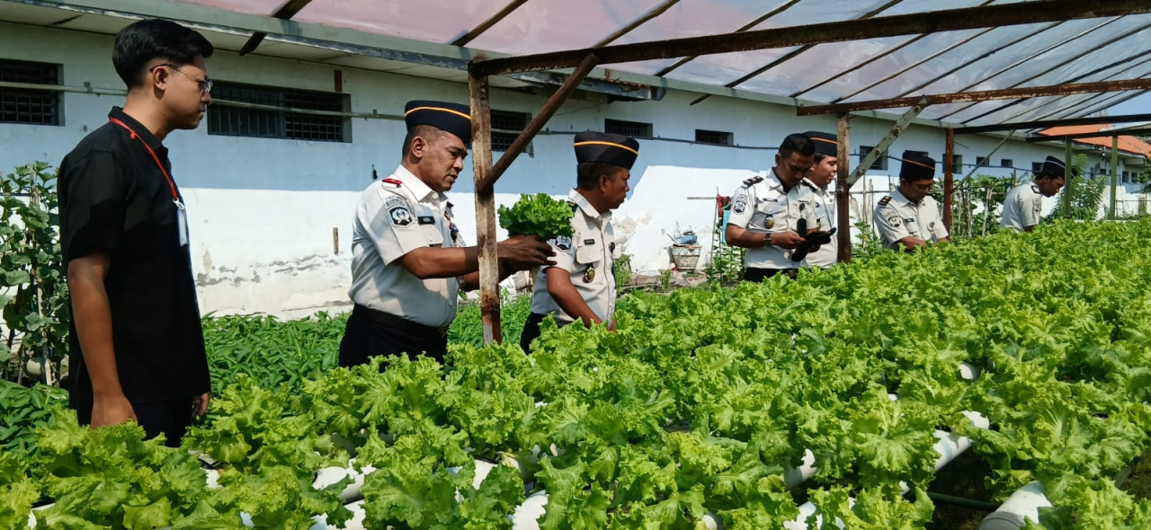 Diminati Karena Kualitas, Selada Hidroponik Lapas Lamongan Suplai Dapur MBG