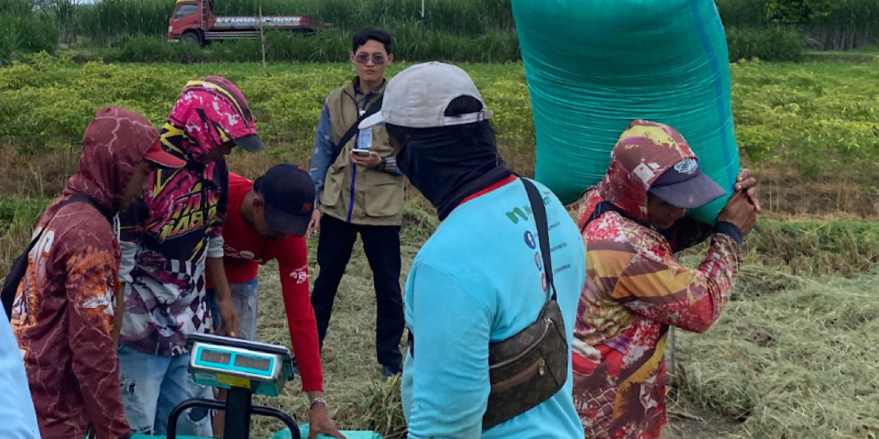Bulog Kediri melakukan penyerapan gabah milik petani di Kediri dan Nganjuk. (Foto: Bulog Kediri/jatimnow.com)