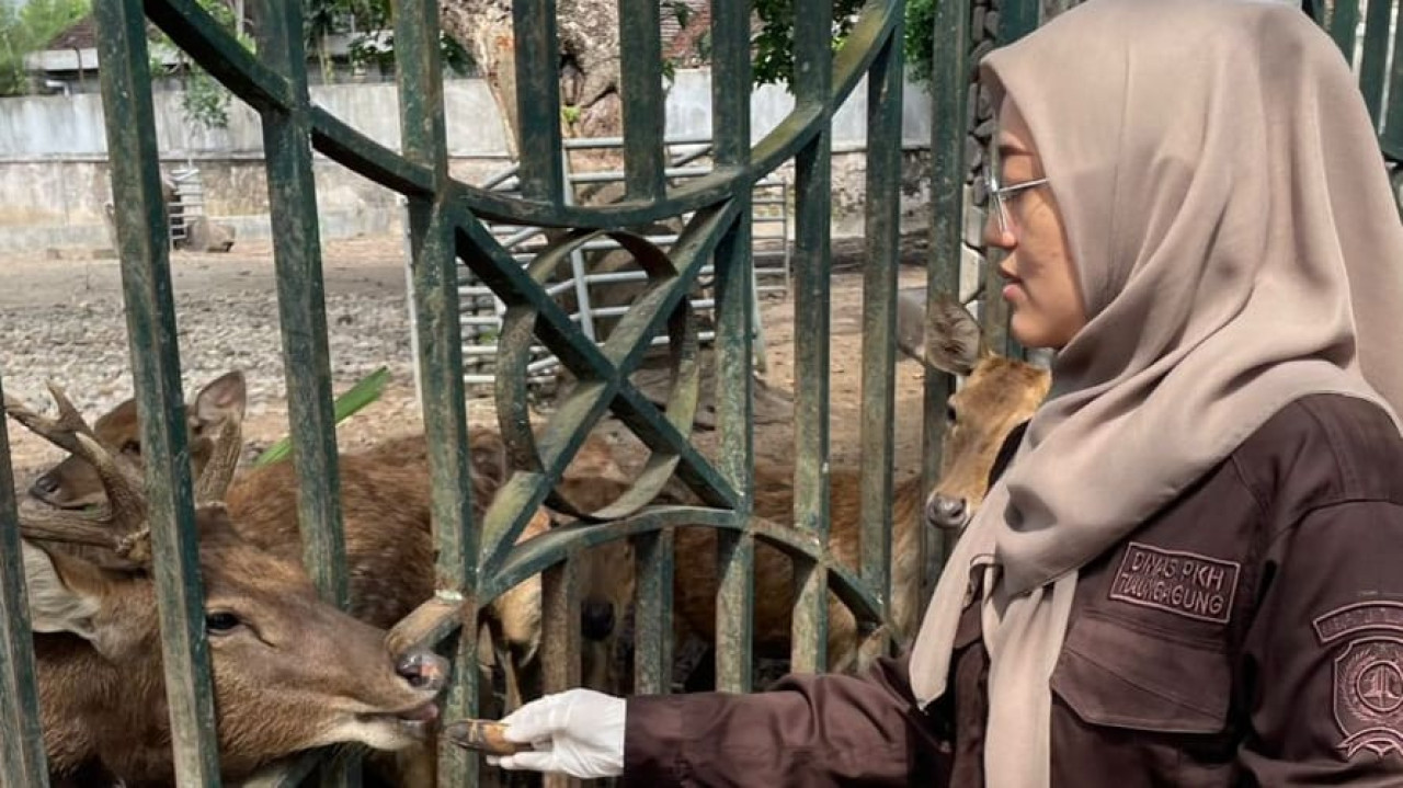 Petugas Disnakeswan Tulungagung rawat hewan rusa di pendopo. (Foto: Disnakeswan for jatimnow.com)