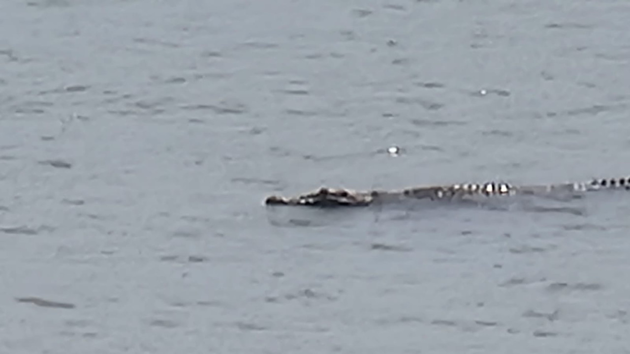 Heboh Buaya di Pantai Popoh dan Sidem Tulungagung, Wisatawan Diminta Waspada