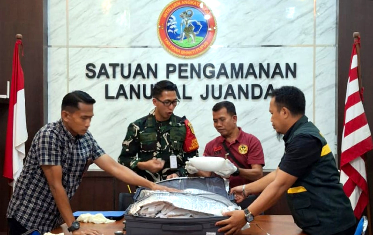 Benih bening lobster yang diselundupkan menggunakan koper. (Foto: Karantina Jatim for jatimnow.com)
