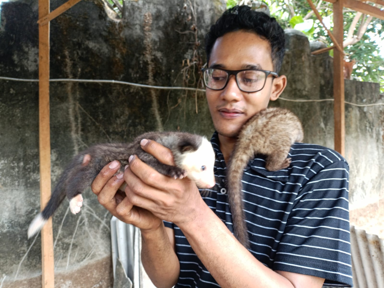 Pemuda di Tulungagung Geluti Budidaya Luwak, Harganya Tembus Puluhan Juta