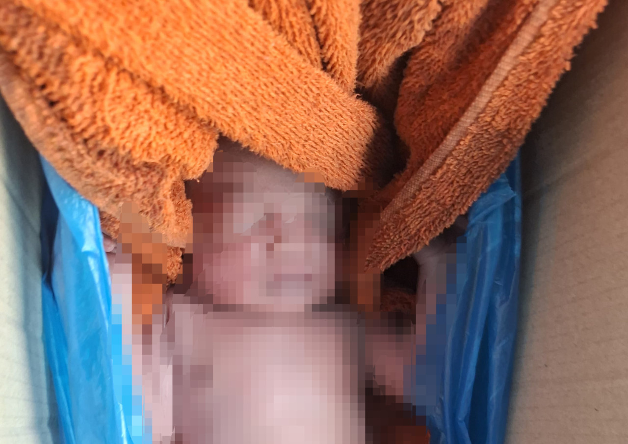 Temuan Bayi Dalam Kardus di Lamongan Gegerkan Warga