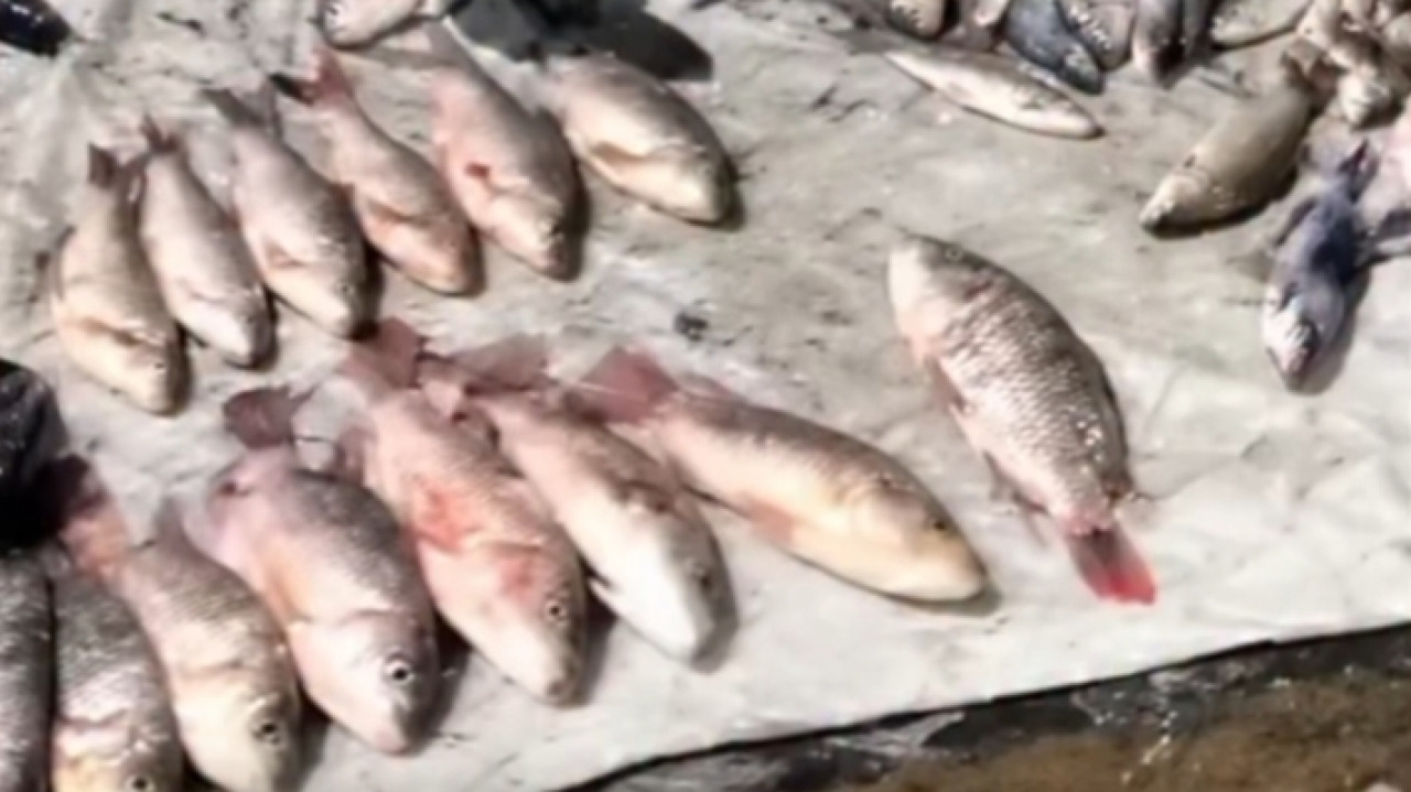 Ikan yang diambil warga dari Sungai Jagir. (Foto: Tangkapan Layar)