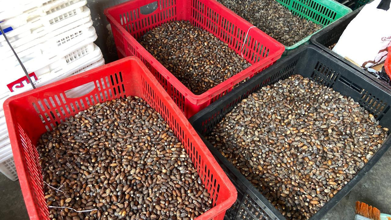 Stok biji belinjo milik Maimunah di rumahnya di kawasan Kampung Emping Belinjo, Kecamatan Pare, Kabupaten Kediri, Kamis (8/10/2026). Saat ini, harga biji belinjo mencapai Rp38.000 per kilogram, dibeli dari petani di Jawa Tengah. Saat musim panen, harganya normalnya berkisar Rp20.000 per kilogram. (Foto: Yanuar Dedy/jatimnow.com)