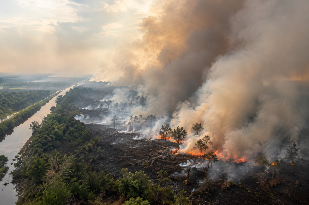 Ilustrasi kebakaran hutan dan lahan gambut di Kalimantan. Kebakaran tidak hanya merusak tutupan vegetasi, tetapi juga mengancam keseimbangan ekosistem dan kehidupan masyarakat.