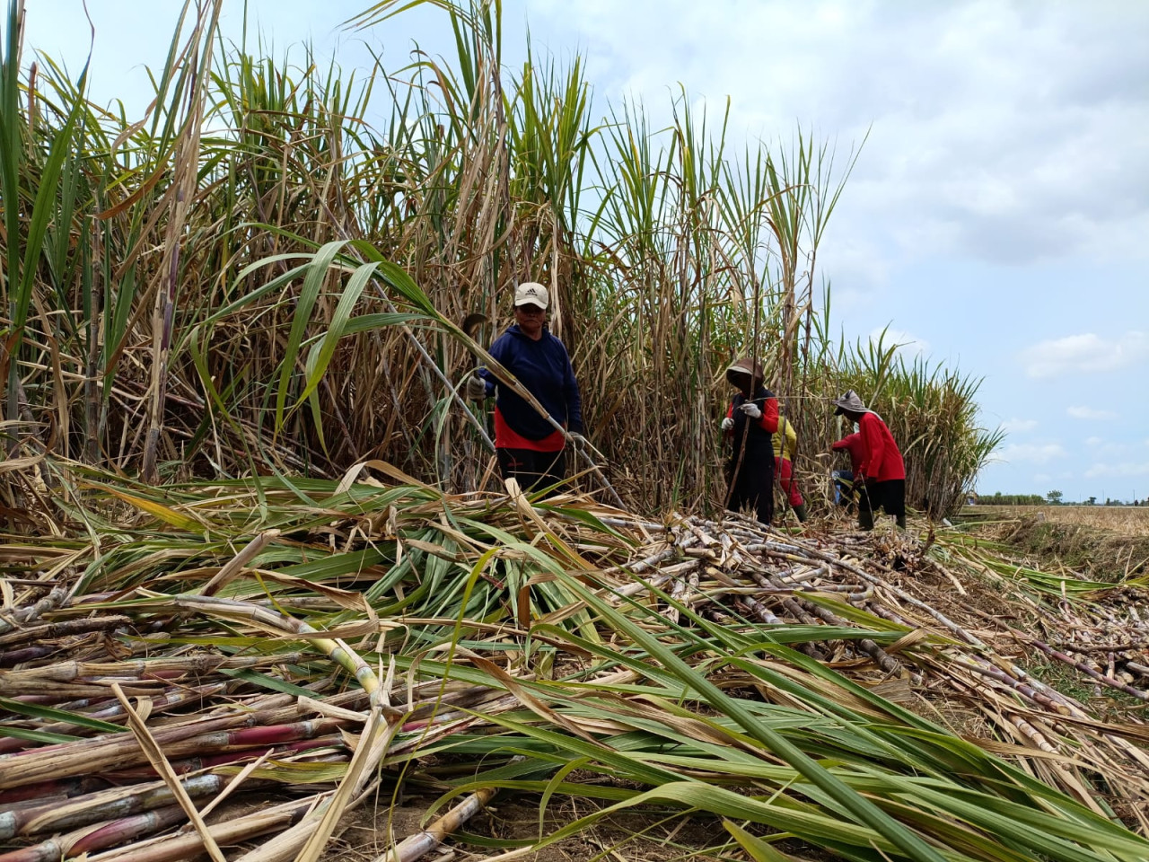 Petani tebu di Tulungagung saat panen. (Foto: Bramanta/jatimnow.com)