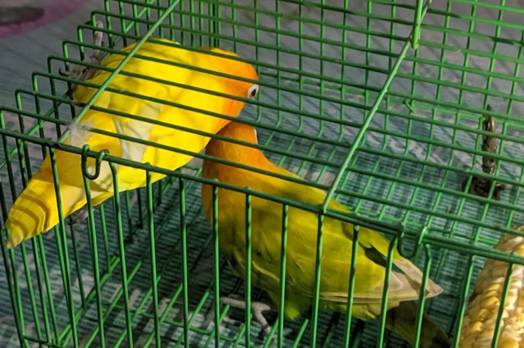 Sepasang love bird milik Elly yang mendapat barter mobil Honda CRV milik Didik