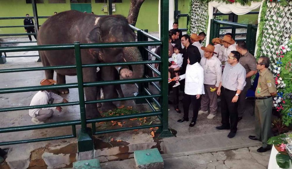 Wali Kota Risma bersama cucunya Gwen saat melihat bayi gajah di KBS