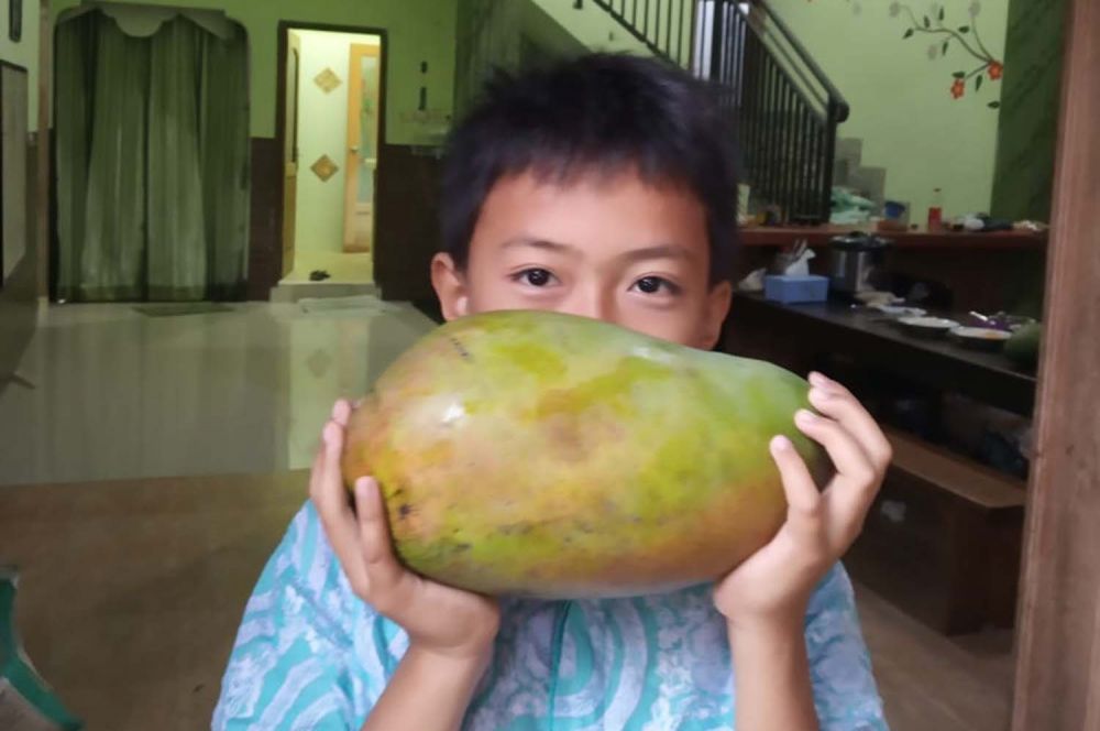 Buah mangga hasil persilangan Mangga Kiojay asal Thailand dan Gadung yang dikembangkan di Ponorogo