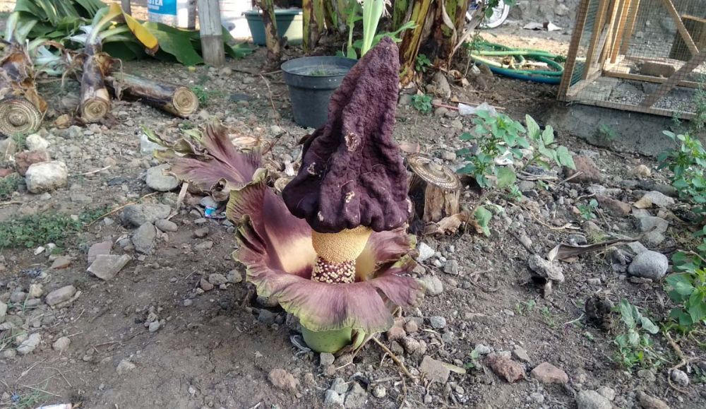 Bunga bangkai yang ditemukan di Mojokerto