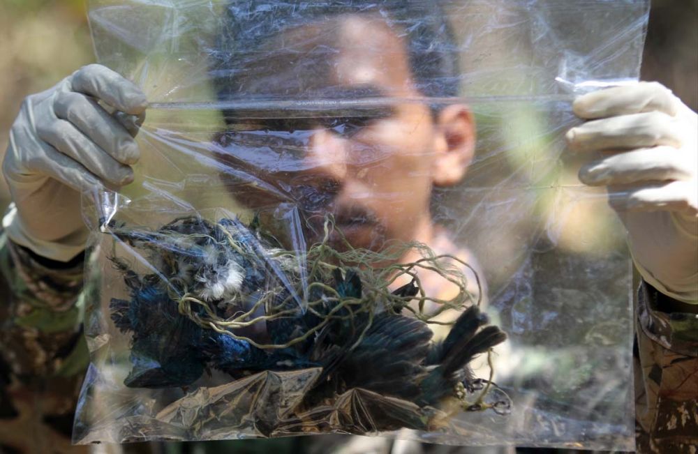 Salah satu burung dilindungi yang ditemukan mati tertembak di hutan Mangrove, Wonorejo, Surabaya