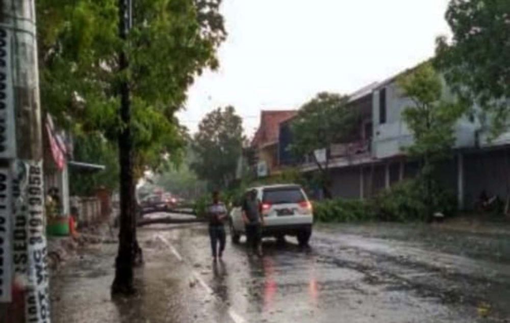 Pohon tumbang di Jambean, Bojonegoro
