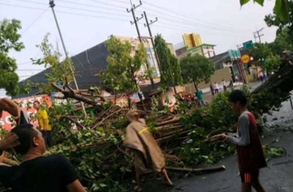 Pohon tumbang di Jalan Pemuda, Bojonegoro