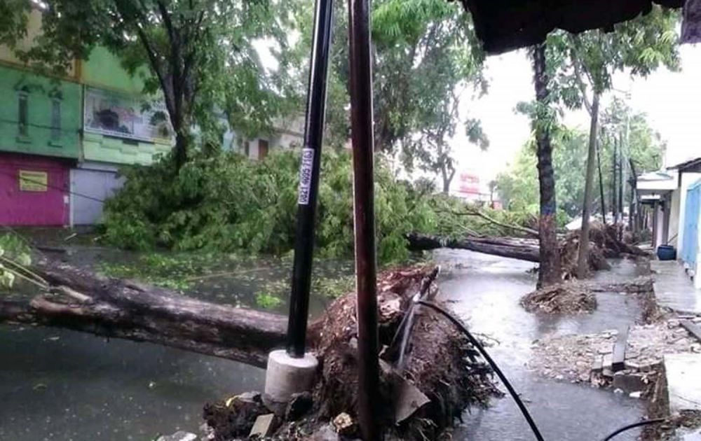 Pohoh tumbang di sejumlah titik di Bojonegoro