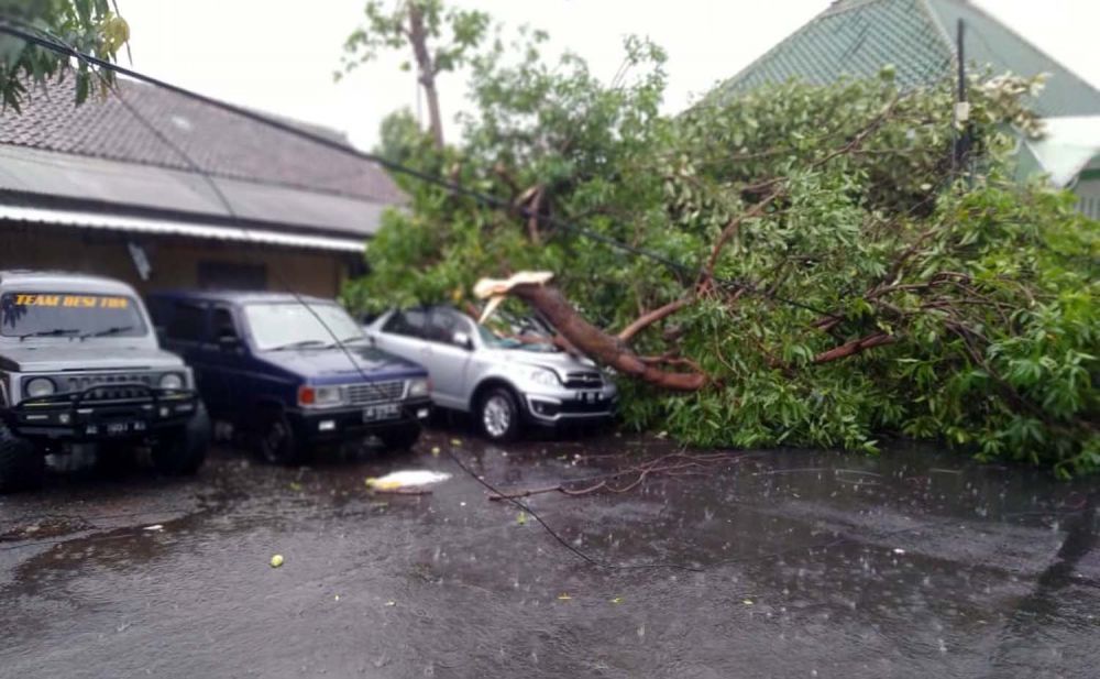 Pohon tumbang akibat hujan angin timpa mobil di Mapolres Ngawi