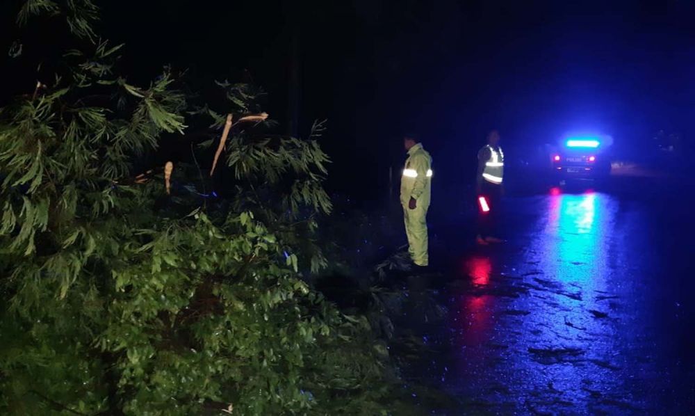 Pohon tumbang akibat hujan angin di Probolinggo