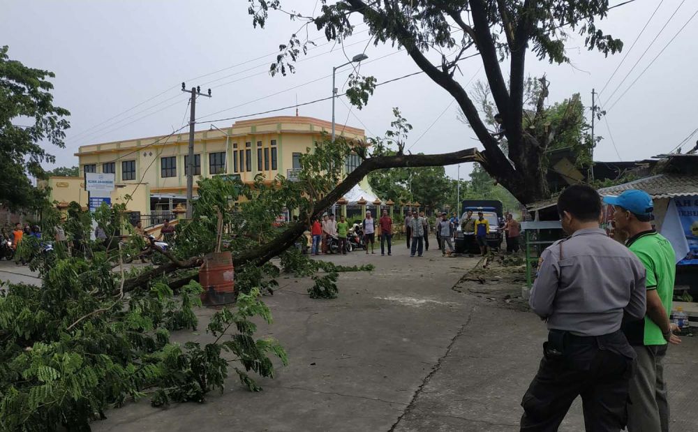 Hujan angin di Mojokerto juga mengakibatkan sejumlah pohon tumbang