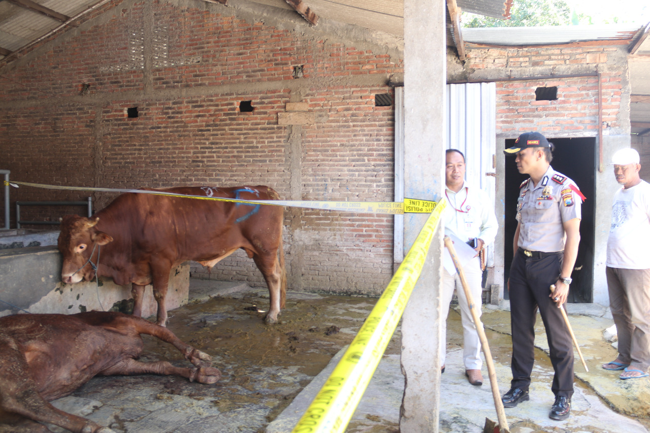Kapolres meninjau tempat penggelongongan sapi di Ngawi