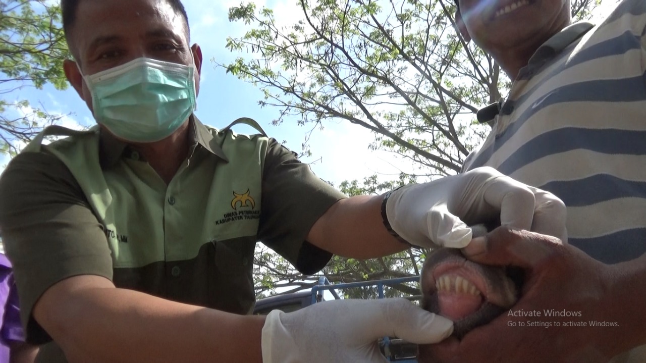 Petugas memeriksa gigi hewan kurban
