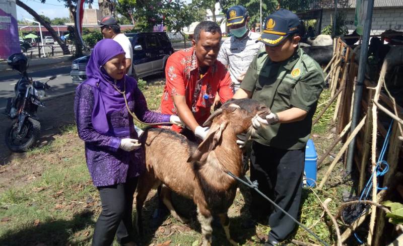 Petugas kesehatan saat memeriksa hewan kurban di Banyuwangi/Foto: istimewa