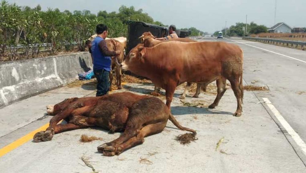 Seekor sapi tewas dalam kecelakaan di Tol Jombang