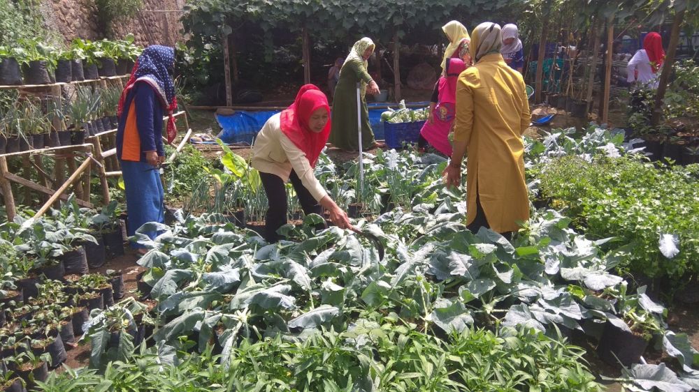 Manfaatkan Pekarangan Ibu ibu di  Magetan  Sukses Budidaya 