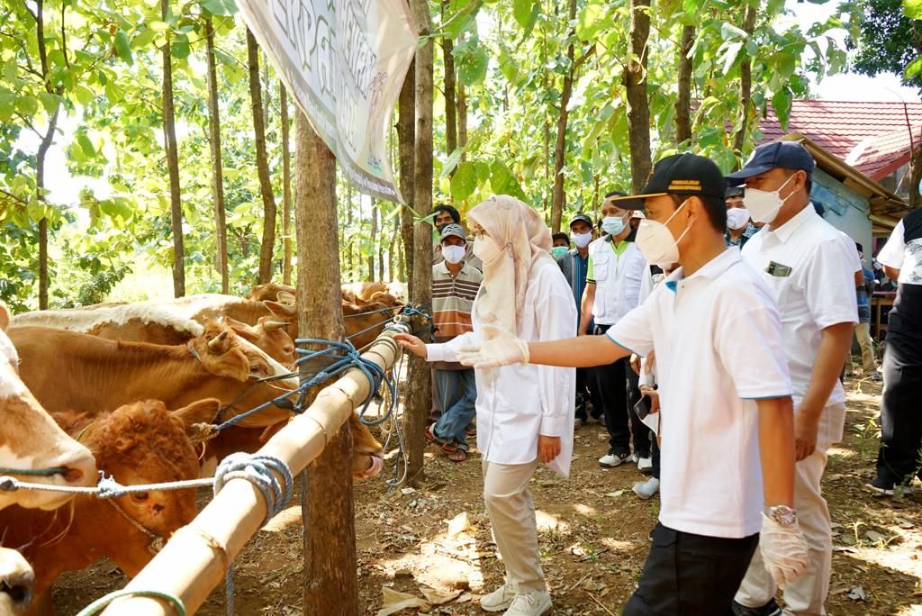 Bupati Banyuwangi, Ipuk Festiandani saat memantau program peternakan sapi untuk masyarakat di wilayah perkebunan
