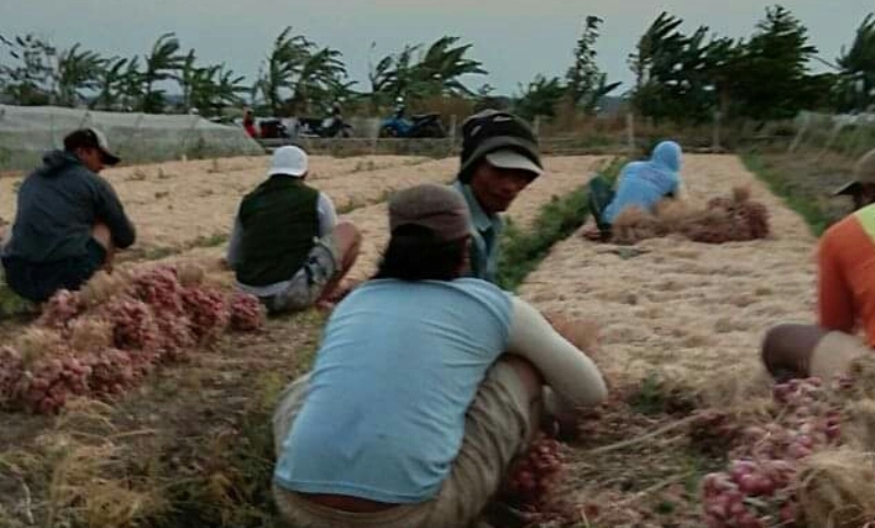 Para petani saat memanen bawang merahnya.