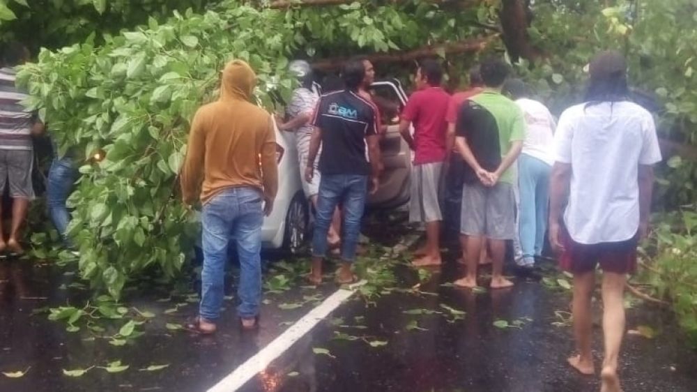 Petugas evakuasi mobil yang tertimpa pohon di Sidoarjo