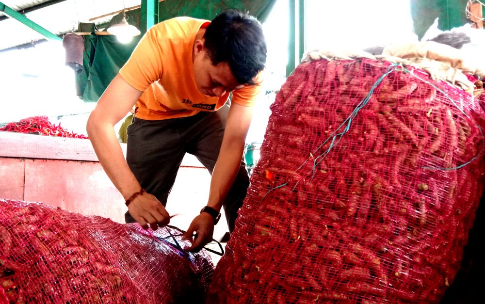 Pedagang kunyit di Pasar Induk Osowilangun Surabaya