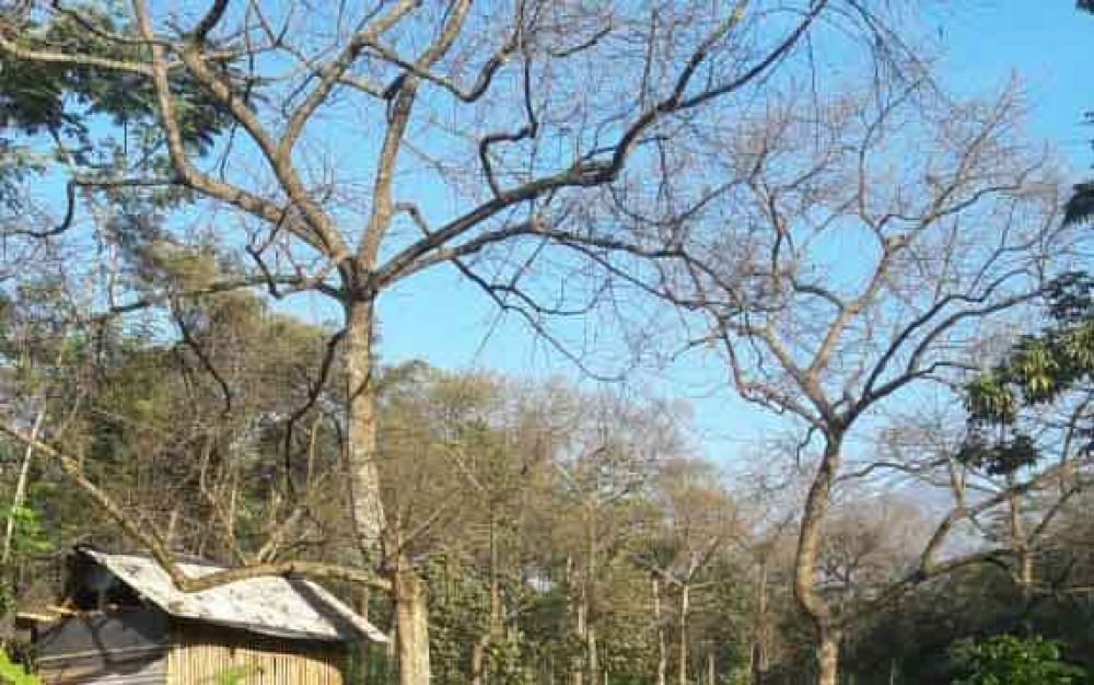 Pohon kenanga yang ada di Dusun Krajan, Pasuruan rusak dimakan ulat hijau