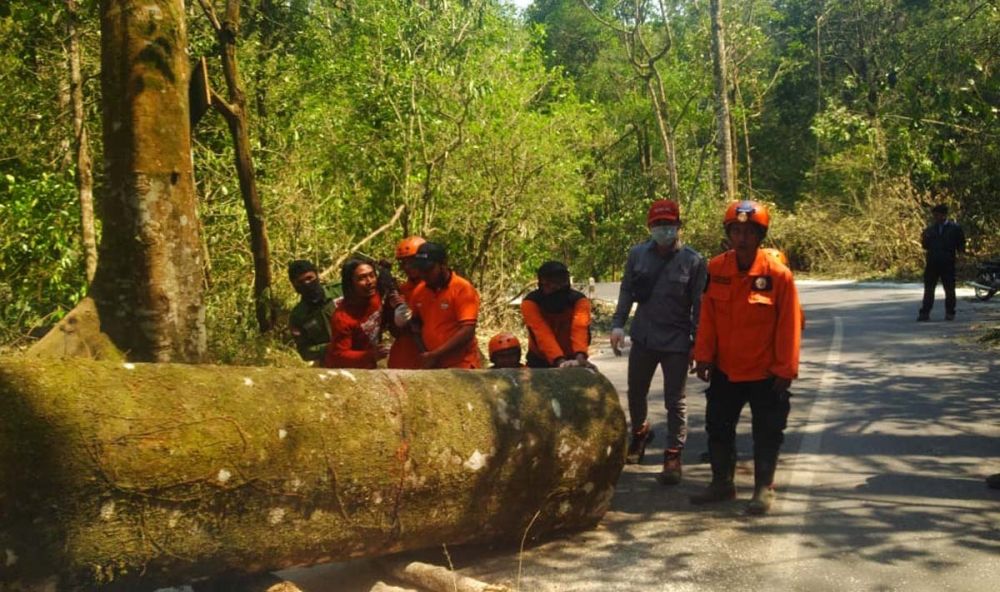 Petugas gabungan mengevakuasi pohon tumbang akibat angin kencang di Cangar, Pacet