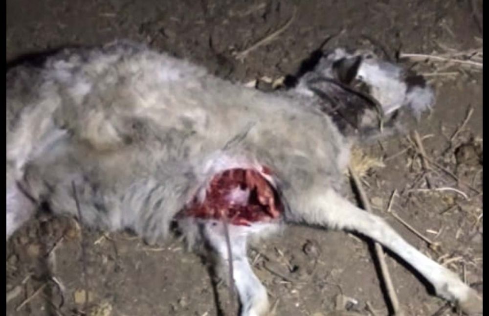 Salah satu kambing yang ditemukan mati dalam kondisi dada terkoyak di Ponorogo