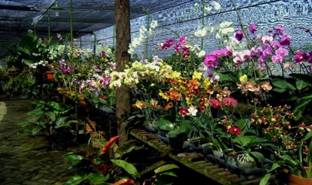 Wisata Kebun Anggrek Siap Mempercantik Eks Lokalisasi di Surabaya
