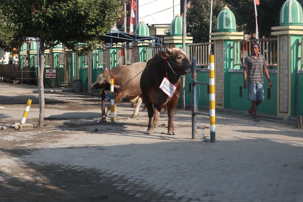 Penampakkan sapi yang dikurbankan Bupati Ipong