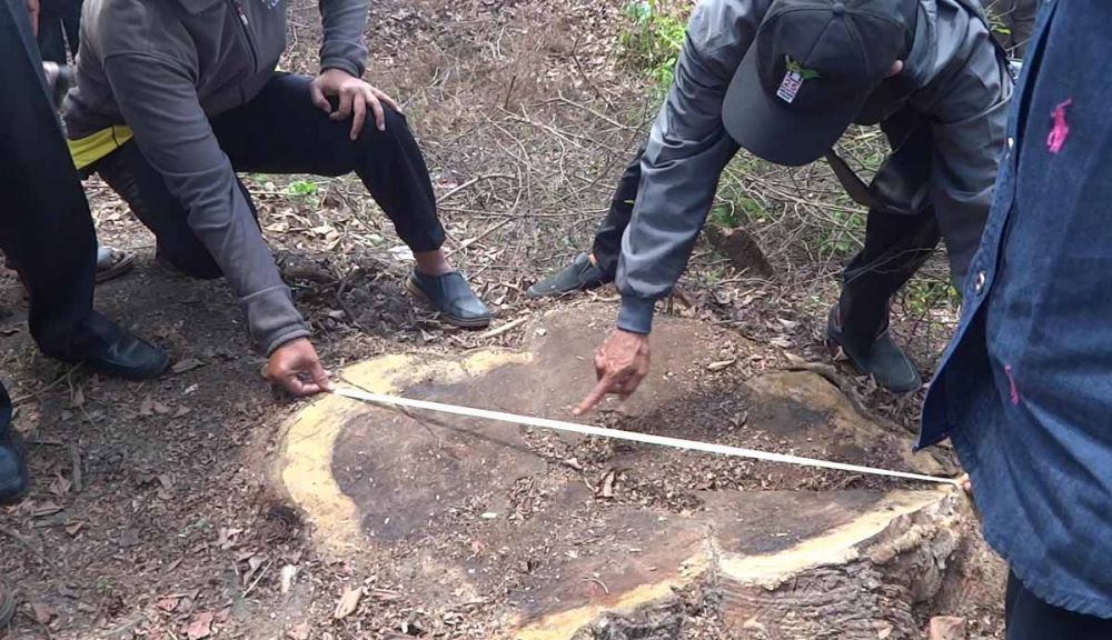 Petugas pelakukan pengecekan di lokasi pembalakan ilegal 9 Pohon Sonokeling di Tulungagung 