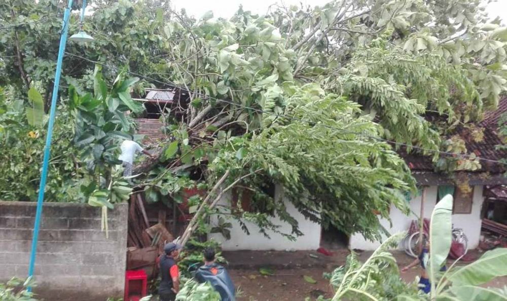 Salah satu rumah di Pacitan rusak akibat tertimpa pohon yang tumbang karena angin 