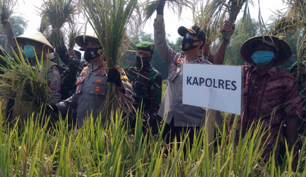 Panen raya padi hasil Kampung Tangguh Semeru di Mojokerto