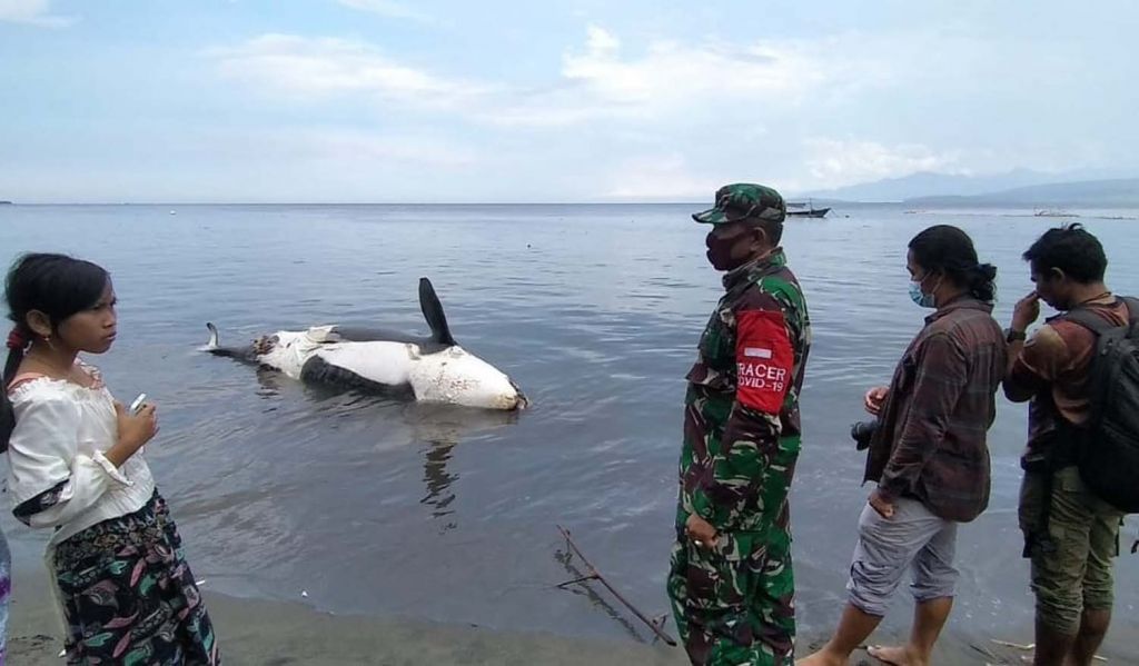 Paus Pembunuh yang mati terdampar di Pantai Bangsring, Banyuwangi