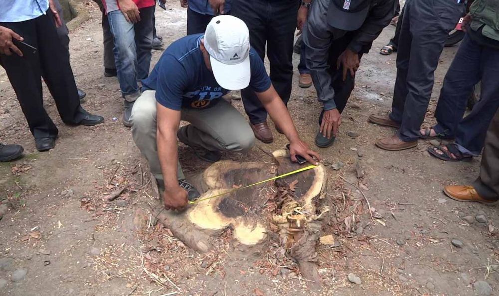 Tim gabungan dari Pemprov Jatim dan Pemkab Tulungagung pangkal pohon sonokeling yang dibalak ilegal