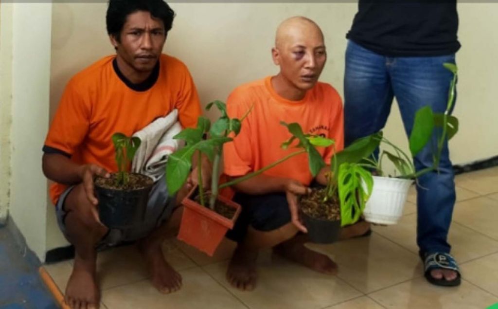 Dua pencuri tanaman hias janda bolong diamankan di Mapolsek Karangploso, Malang