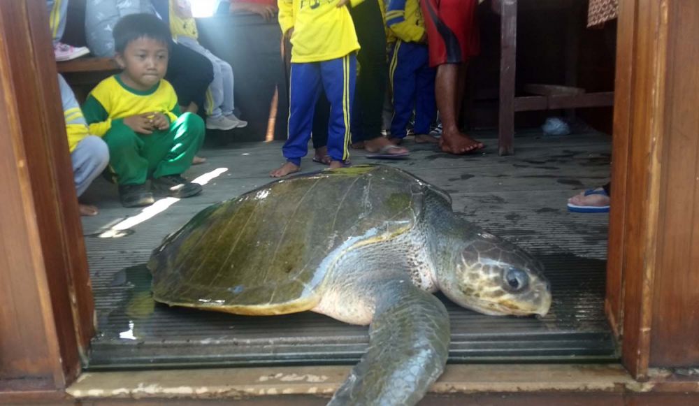 Penyu yang berhasil diselamatkan jadi tontonan anak-anak
