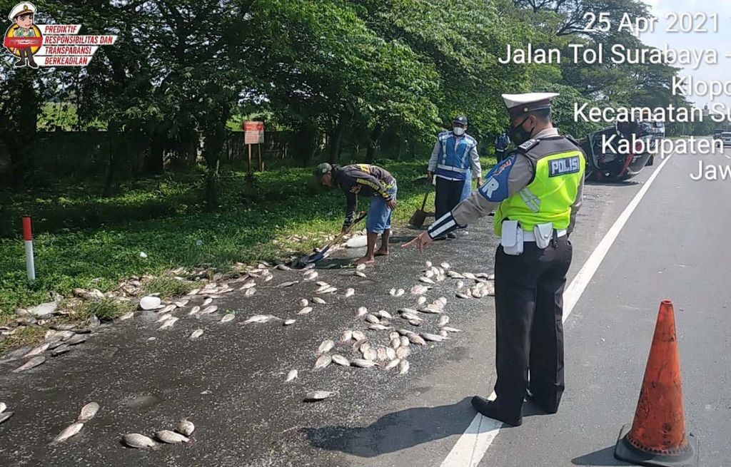 Ikan yang diangkut mobil pikap terbalik di Tol Sidoarjo berhamburan ke jalan