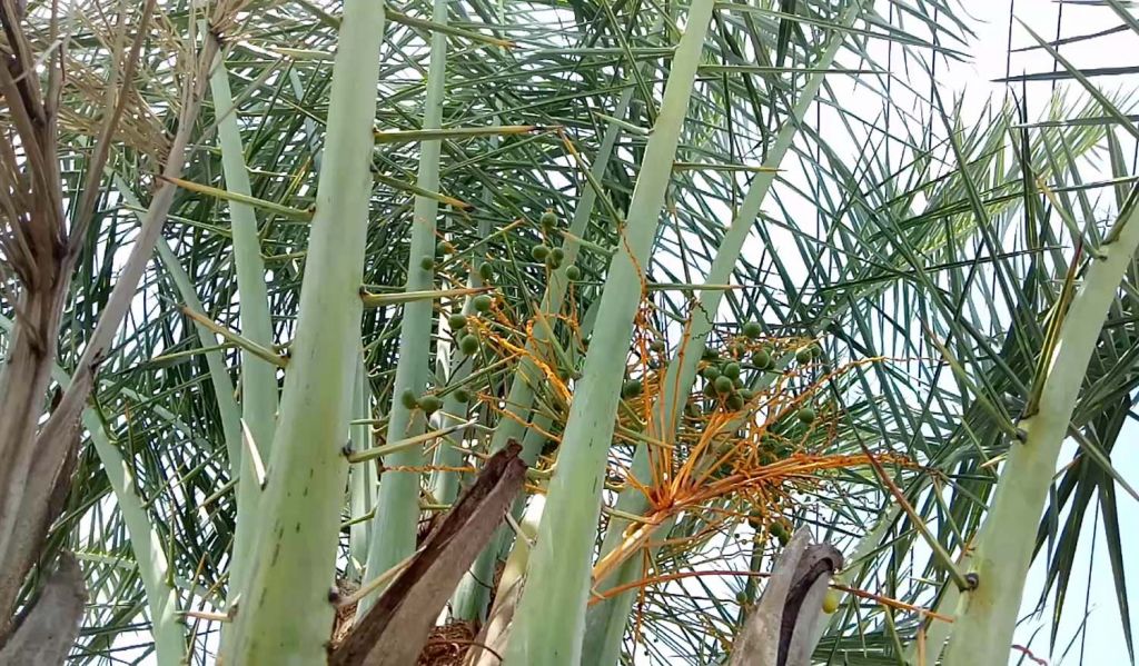 Pohon kurma di Pasuruan yang berbuah lebat