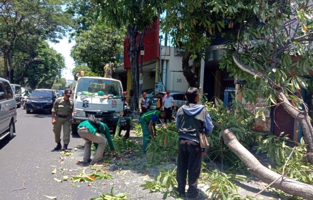 Pohon tumbang di Jalan Kertajaya, Surabaya