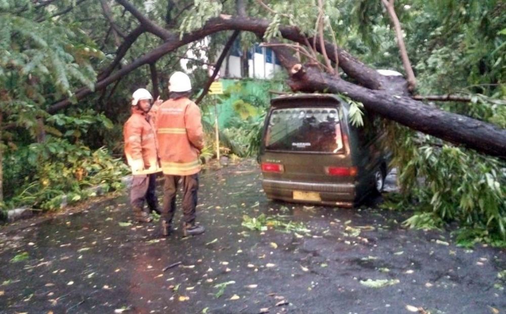 Pohon tumbang timpa angkot di Jalan Rungkut Asri, depan SMPN 35 Surabaya
